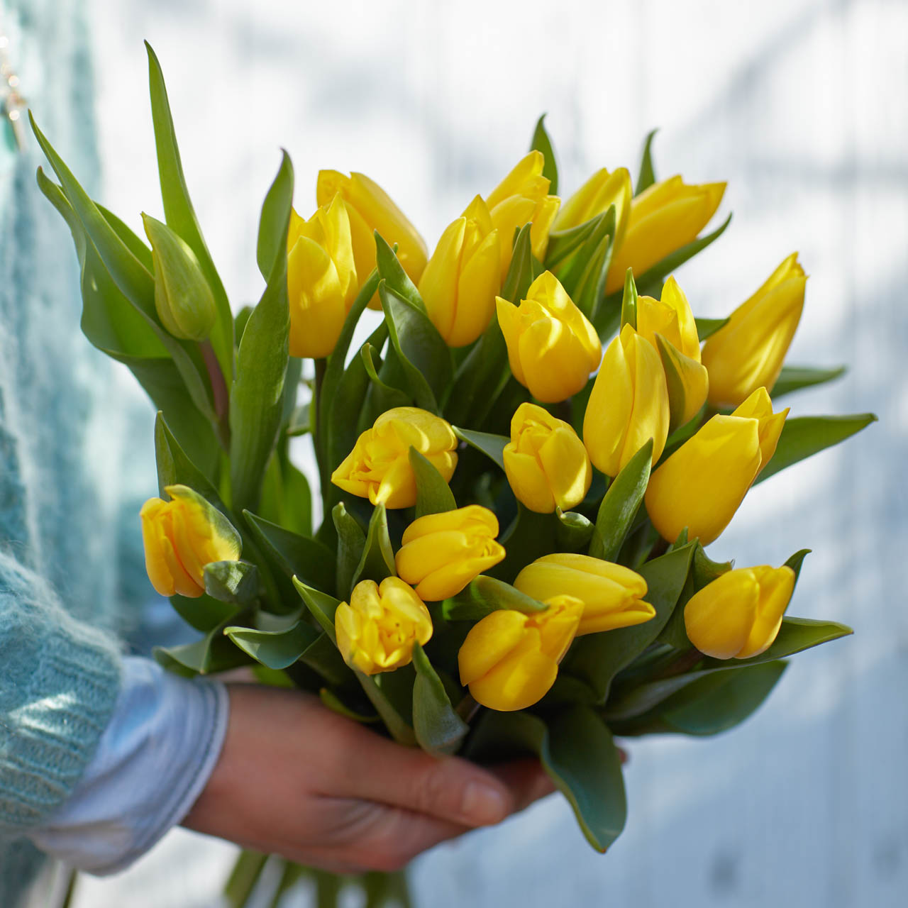 La tulipe made In France et sans pesticides à l’honneur avec Les Fleurs de Nicolas