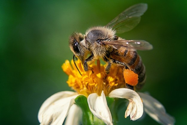 L’UNAF : Agir pour la protection des abeilles, des pollinisateurs et des apiculteurs