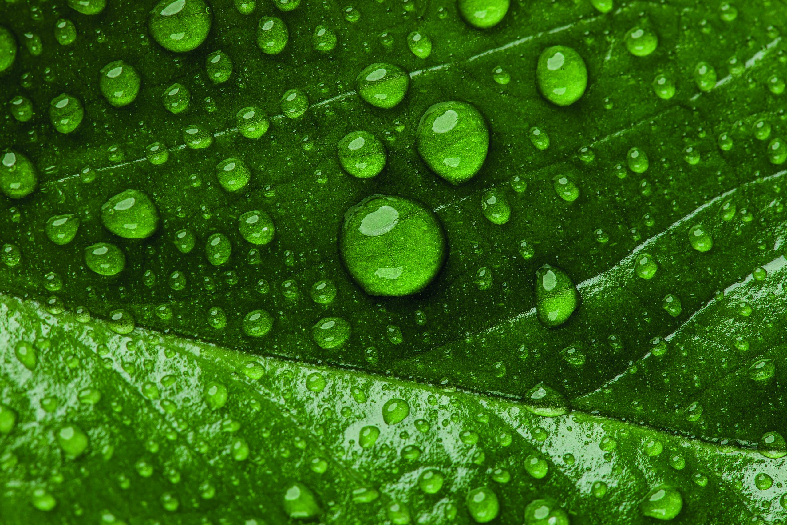 Neuchâtel : la pluie, une ressource domestique à portée de toit ( toi, toits et nous )